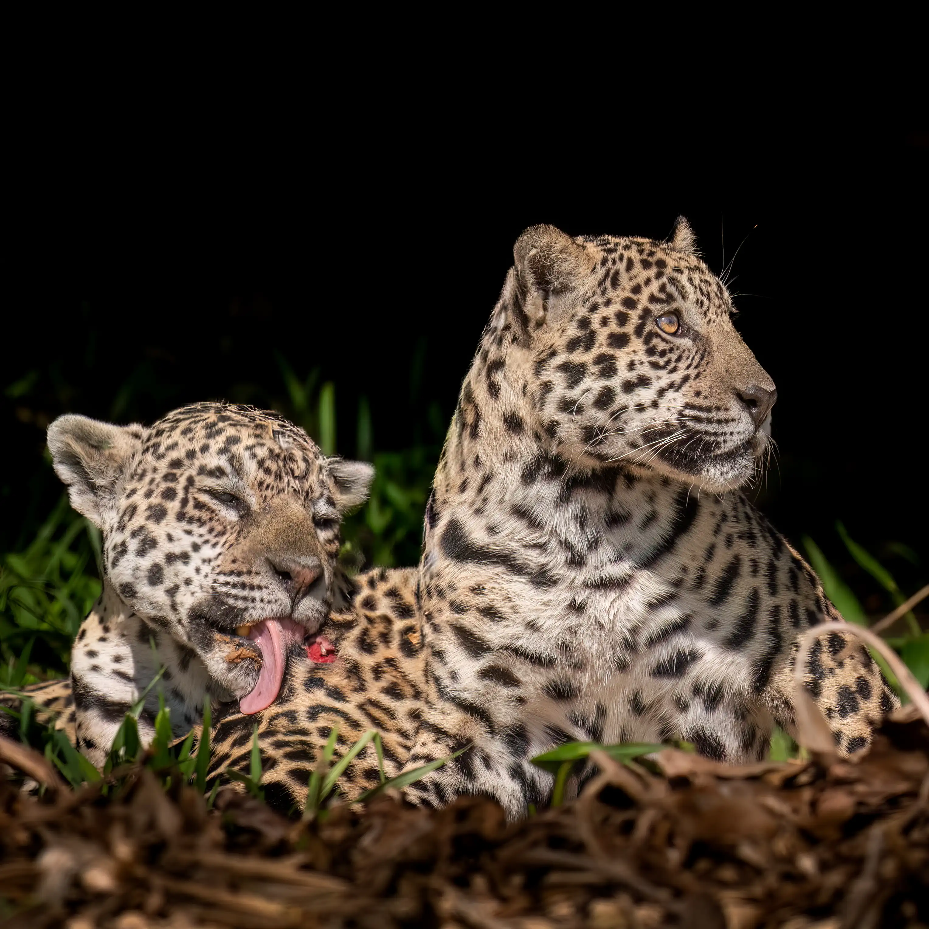 Pantanal Jaguar Expedition gallery image 13